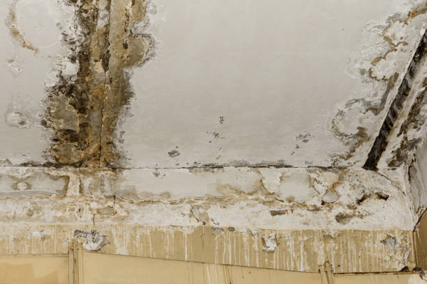 Trusted Walnut Ridge, AR Mold Inspection, Removal & Remediation Experts